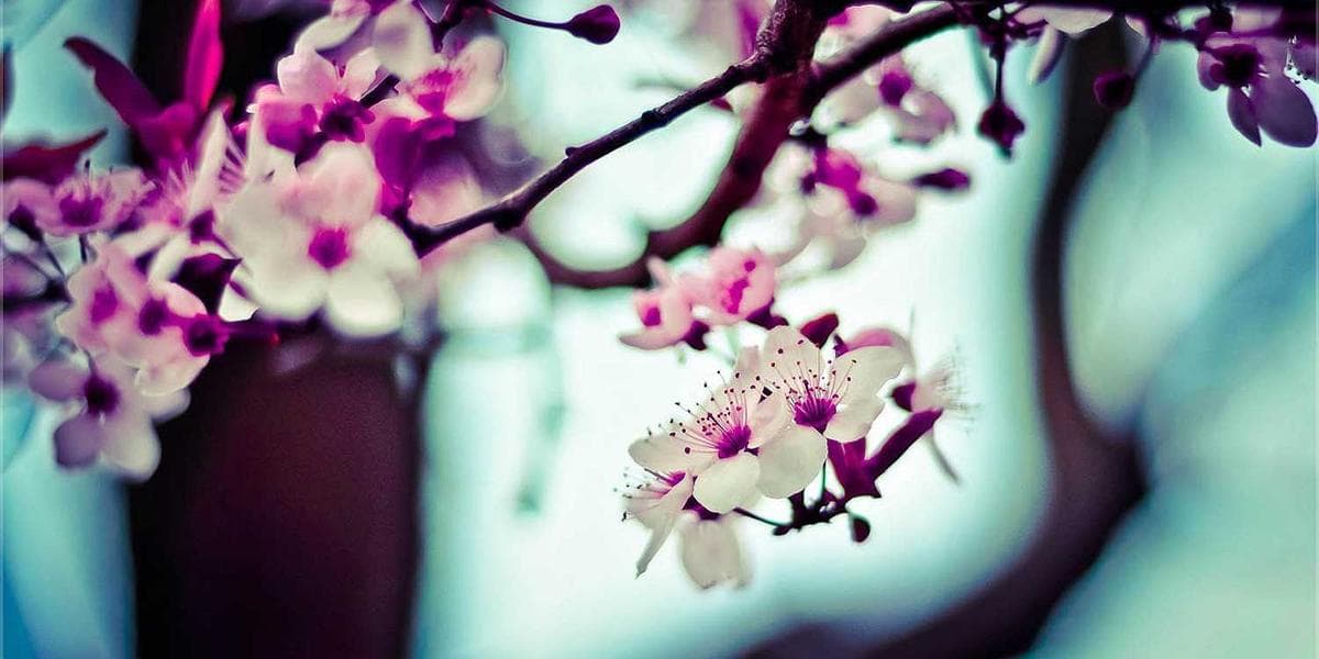 Solar Eclipse 2026: The Comprehensive Tour Guide to Europe's Extraterrestrial Phenomenon